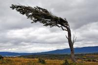 Windflchterbume